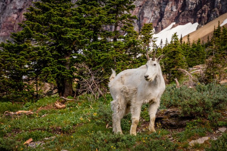 108 Glacier NP, sneeuwgeit.jpg